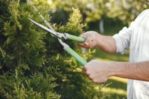 Read more about the article Tree Trimming Service in Syracuse, NY