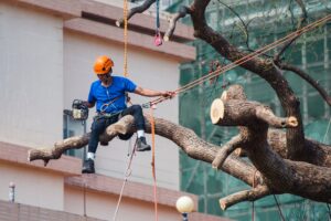 Read more about the article Experienced and Reliable Tree Service in Syracuse, NY