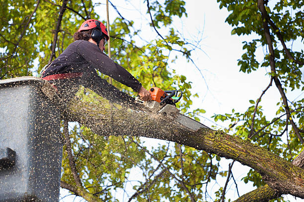 Read more about the article Introducing KD Tree Syracuse NY – Your Trusted Partner for Exceptional Tree Services