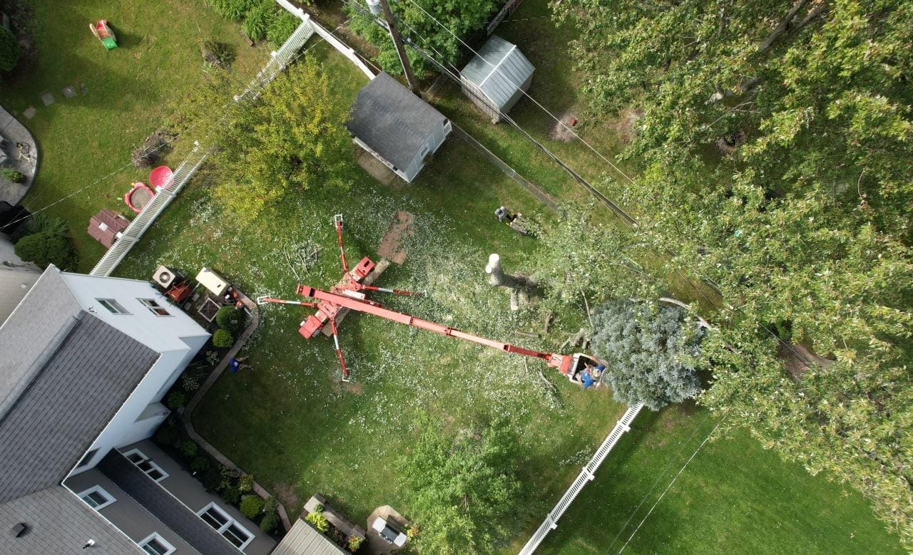Read more about the article Tree –Trimming and Tree Removal Syracuse, NY