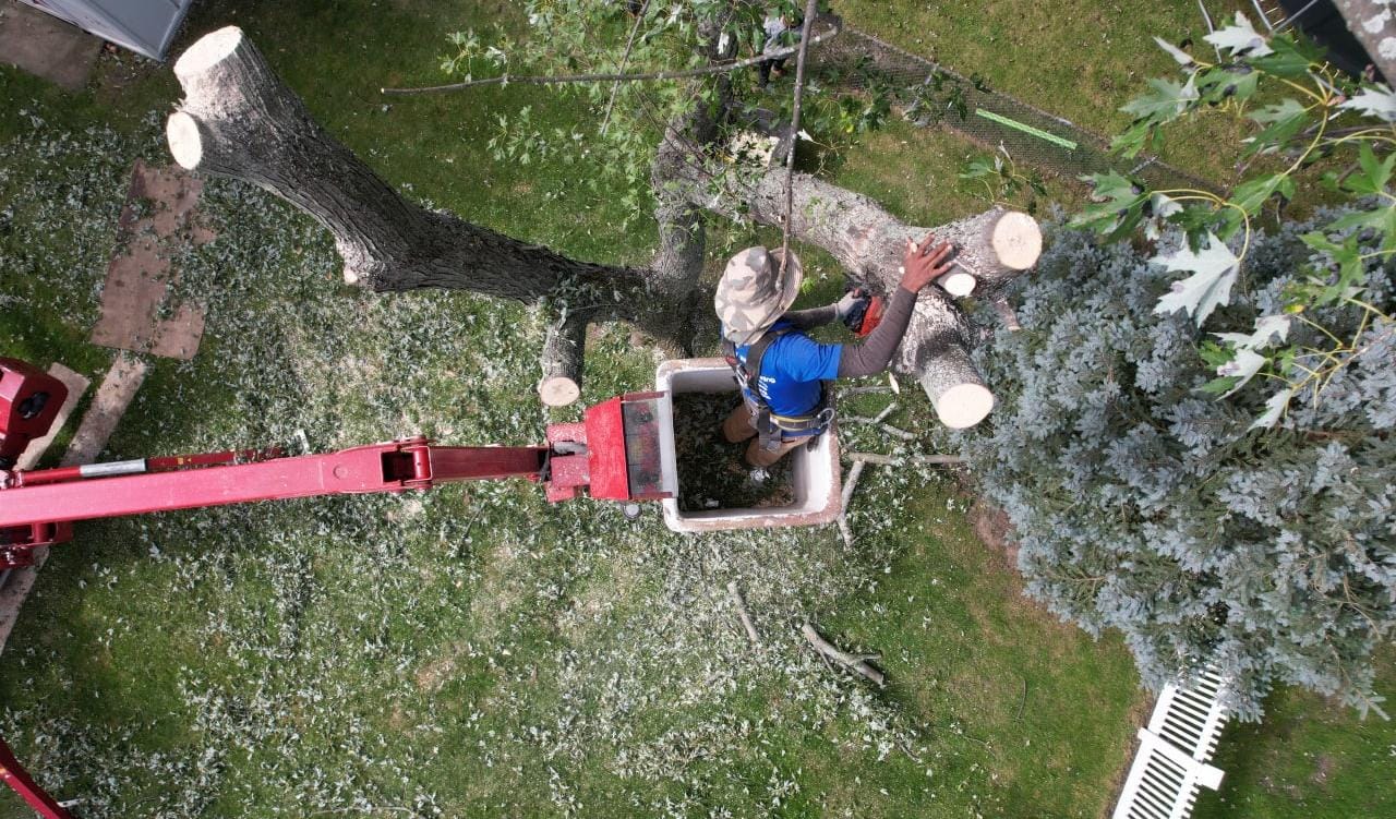 Read more about the article Tips for Choosing the Best Tree Removal Service in Syracuse, NY