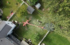 Read more about the article How to Choose the Best Certified Arborist Tree Service in Syracuse, NY