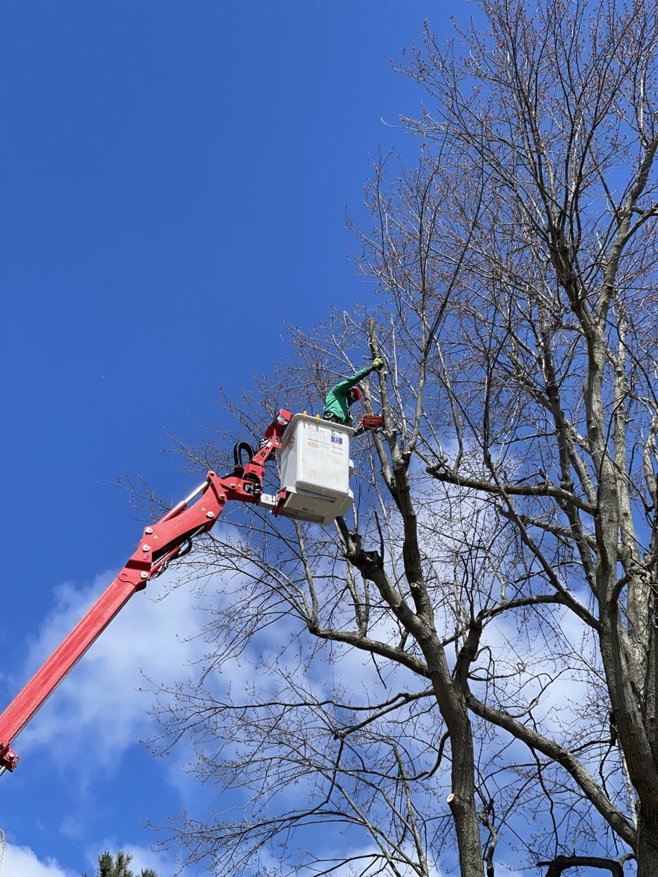 Read more about the article KD Tree Syracuse NY: Syracuse’s Top Choice for Professional and Affordable Tree Care Services