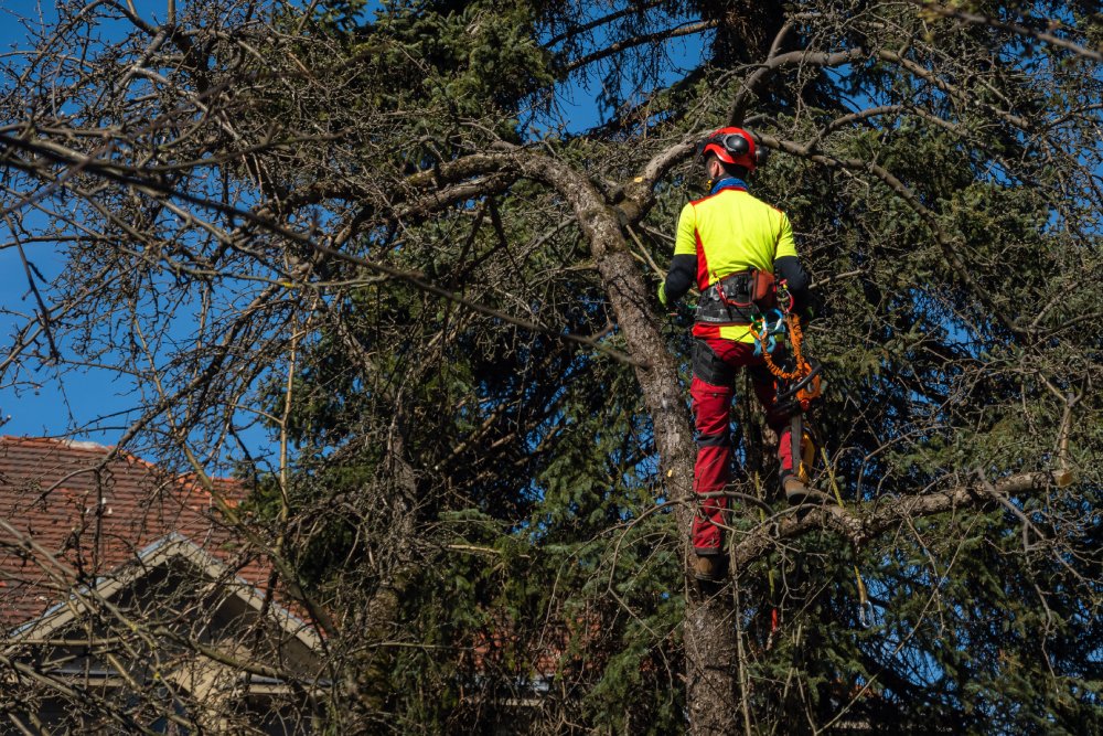 Read more about the article Expert Tree Cutting Services in Syracuse, NY