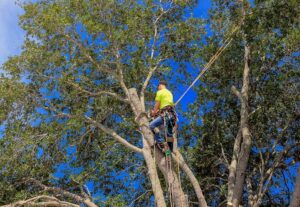 Read more about the article Professional Tree Service in Liverpool, Syracuse: Enhancing Your Landscape with Expert Tree Trimming