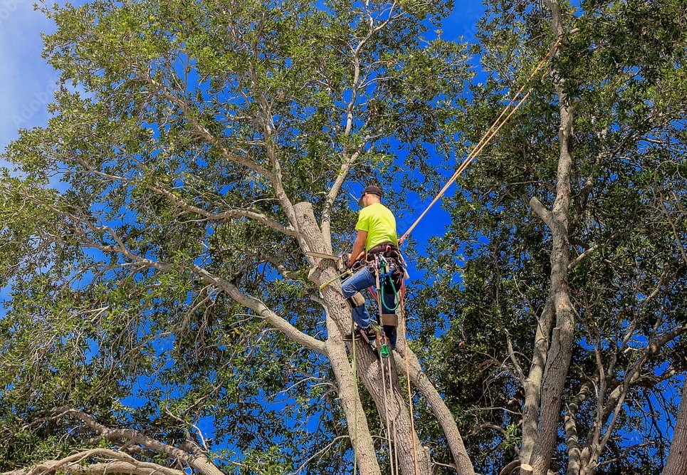 Read more about the article Professional Tree Service in Liverpool, Syracuse: Enhancing Your Landscape with Expert Tree Trimming