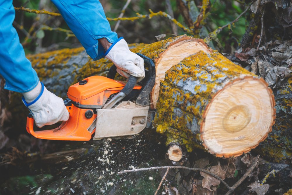 Read more about the article Insured and Affordable Tree Removal Services in Syracuse, NY