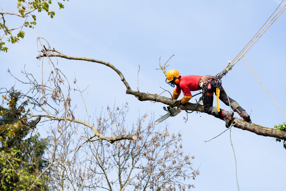 Read more about the article Tree Maintenance and Tree Trimming Services in Syracuse, NY