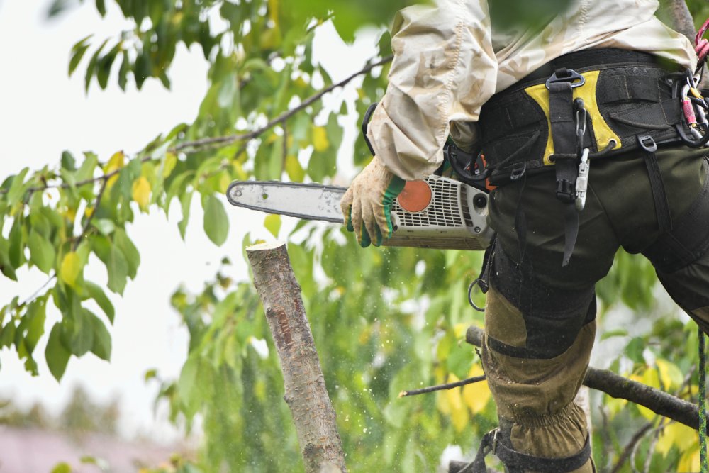 Read more about the article Tree Service in Liverpool, NY: A Guide to Finding the Best Company