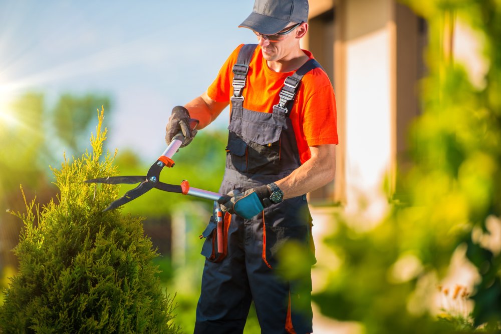 Read more about the article Expert Tree Shaping and Tree Trimming Service Syracuse, NY