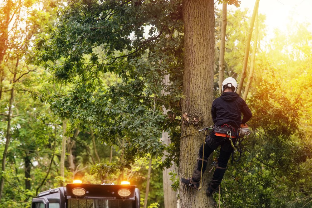 Read more about the article ISA Certified Arborist Tree Service Syracuse, NY.