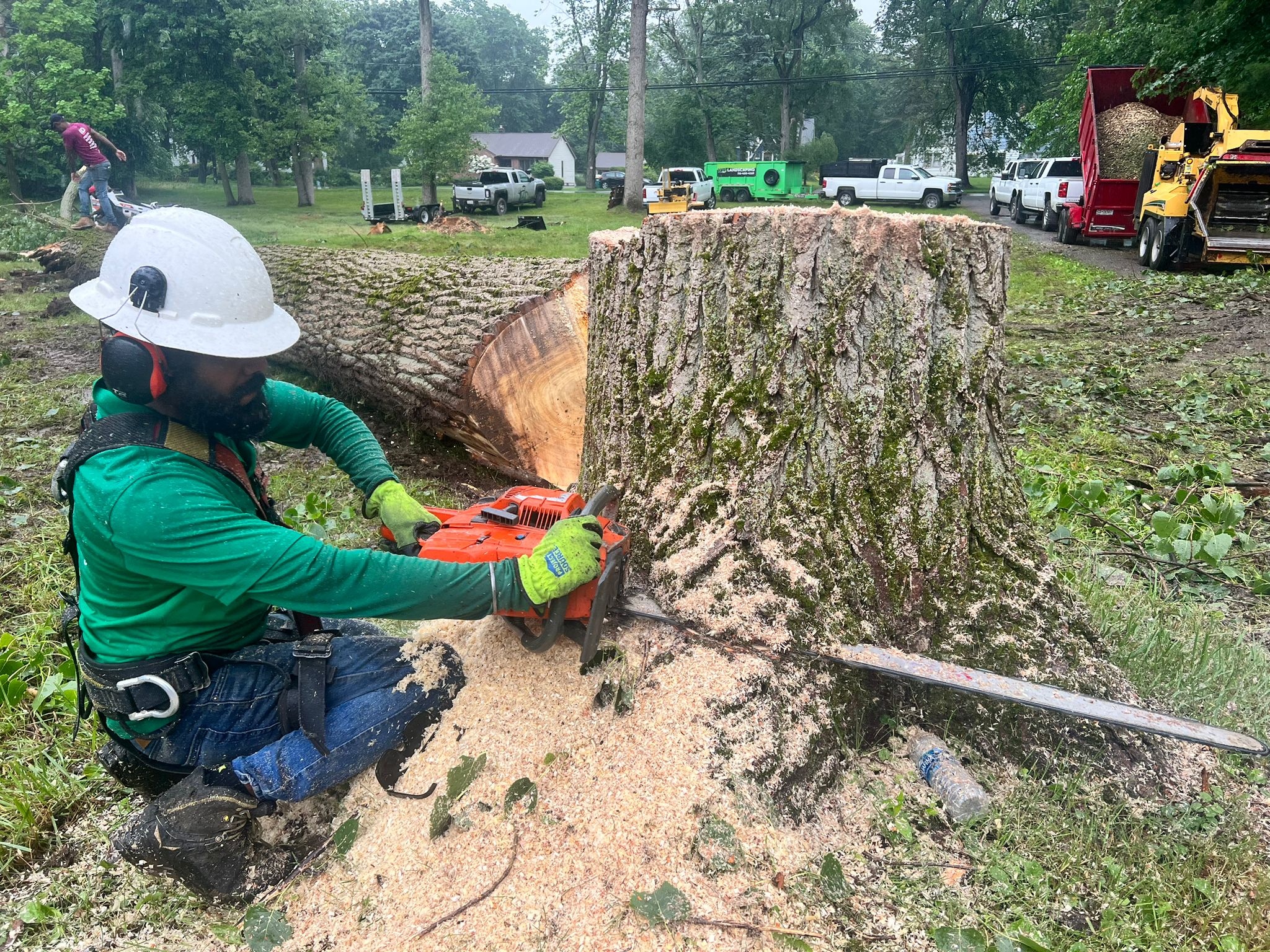 Read more about the article Quick and Affordable Tree Removal Services in Syracuse, NY