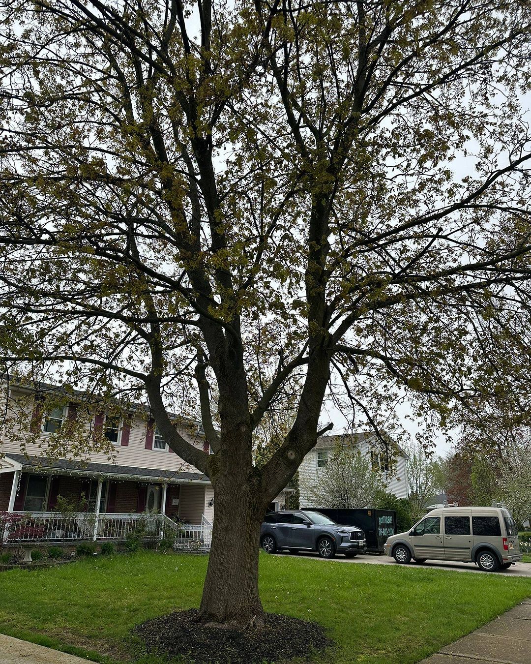 Read more about the article Syracuse NY Residential Tree Services: Why Regular Tree Maintenance is Essential in Syracuse NY