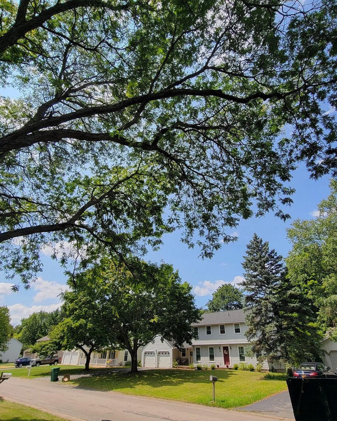 You are currently viewing Professional Tree Service in Liverpool, NY by KD Tree Syracuse NY