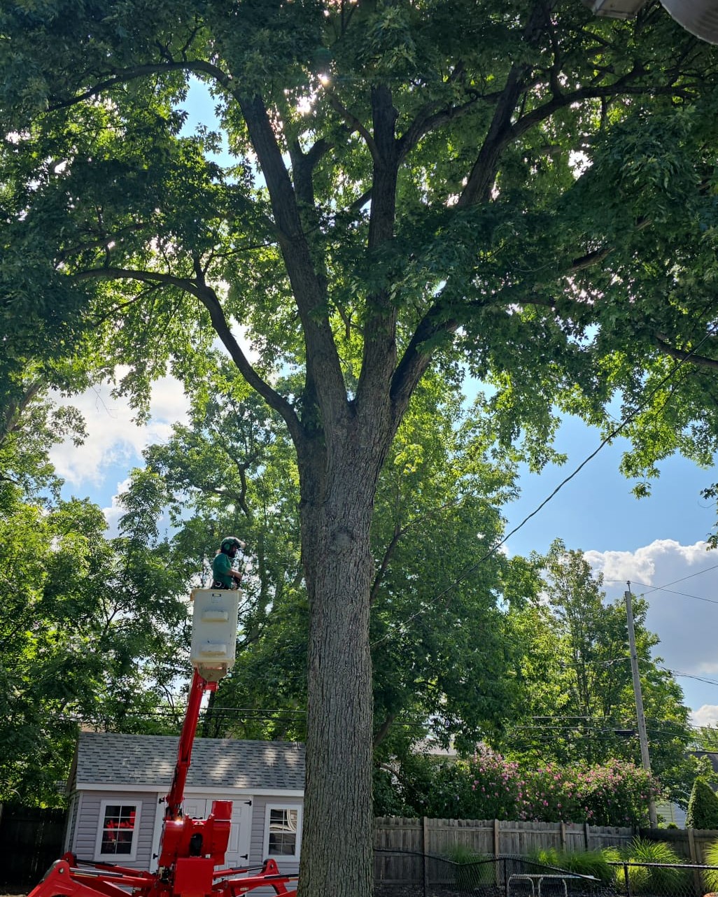 Read more about the article Expert Tree Care in Oswego County by KD Tree Syracuse NY