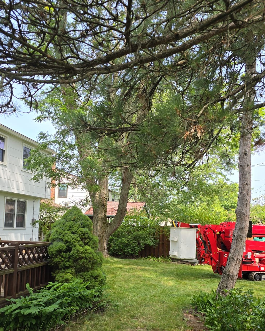 Read more about the article Tree Service Done for Our Camillus, NY Client