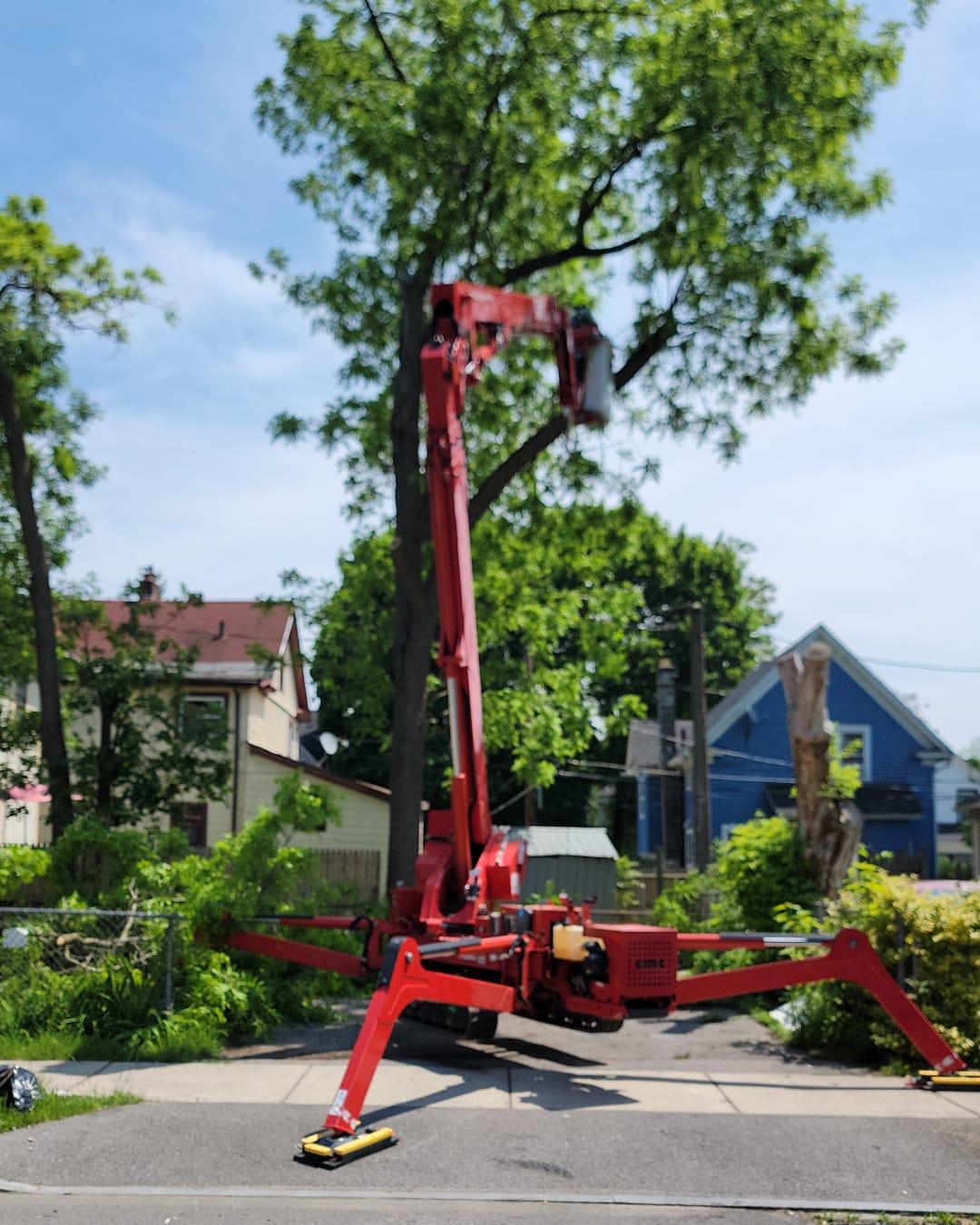 Read more about the article Why Winter Is the Best Time for Tree Cutting in Syracuse: Save 20% Now!