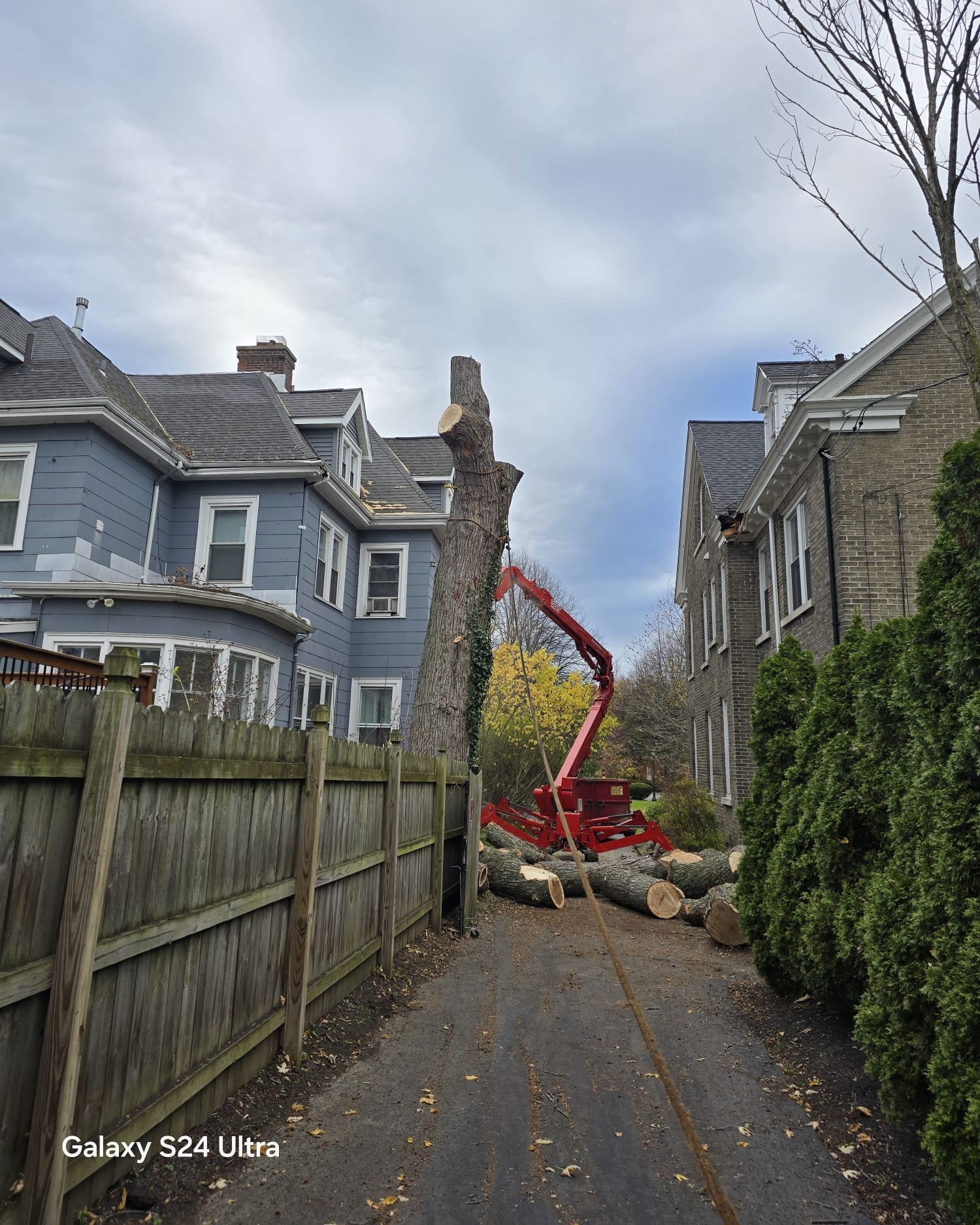 Read more about the article How to Choose the Best Tree Removal Company in Syracuse, NY