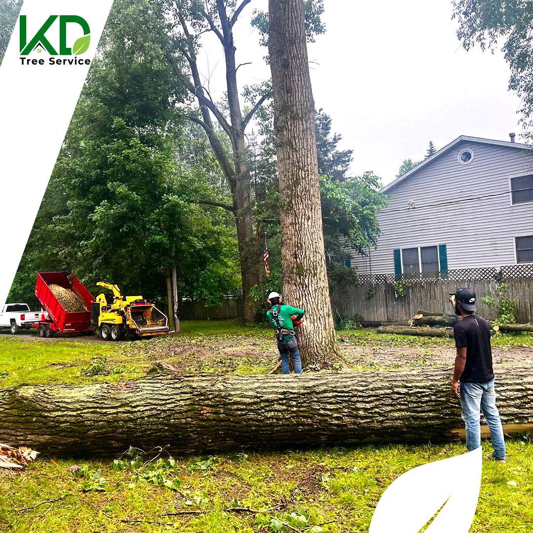 Read more about the article Tree Cutting Services in Syracuse, NY: Protect Your Property This Winter